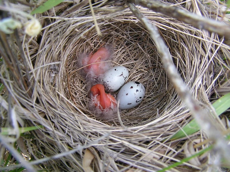 three baby birds in their nest at the top of some nches