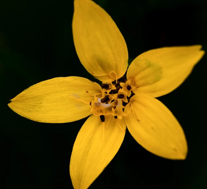 close up view of a flower that looks like a flower