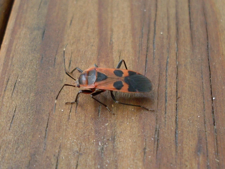 an image of a bug that is laying on a table