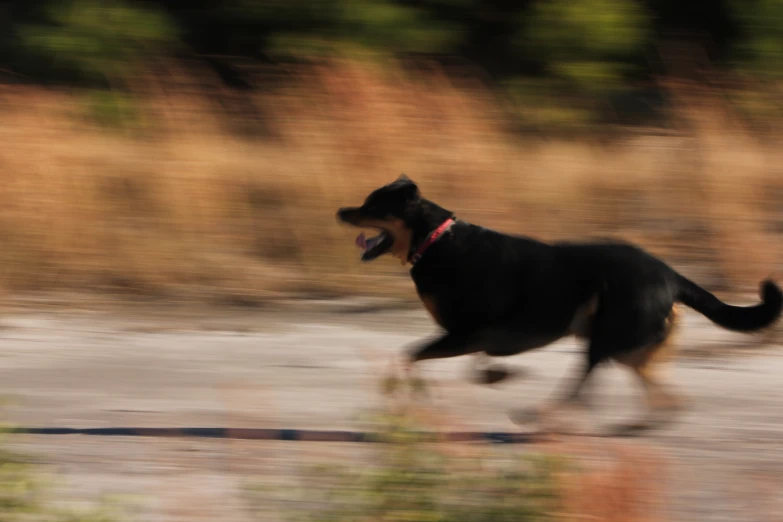 blurry pograph of dog running outdoors on pavement