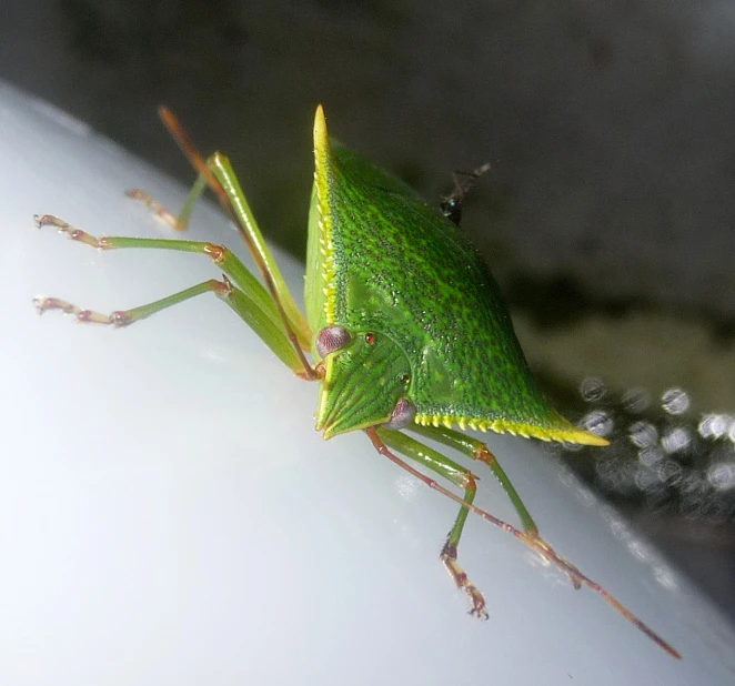 green insect sitting on white surface with drops of water