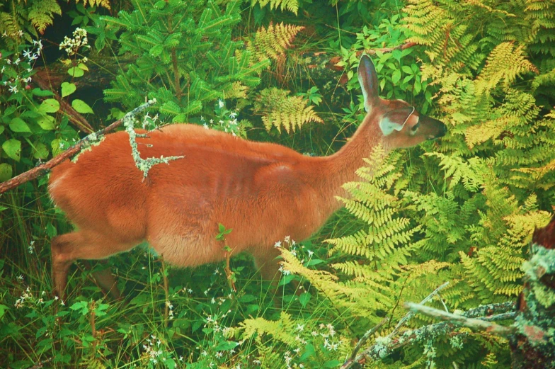 the picture has a red deer running through the bushes