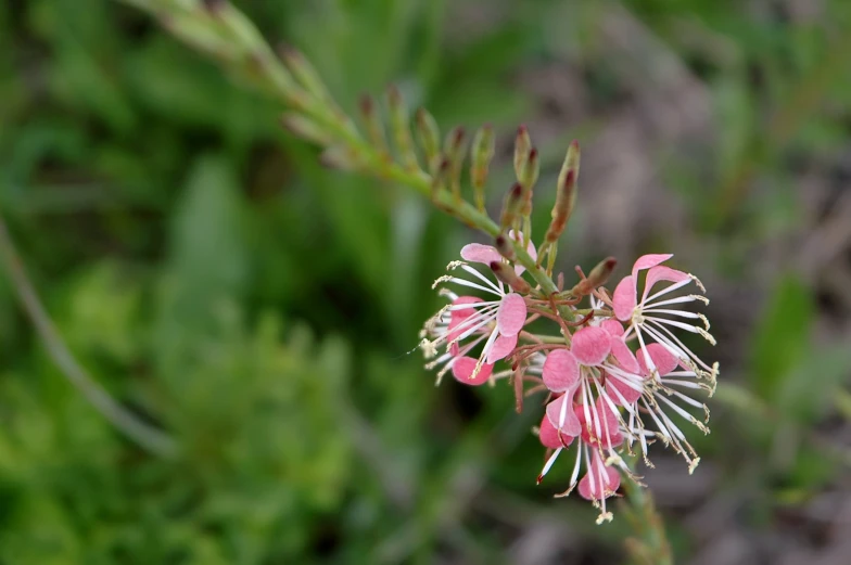 pink flowers are growing on the tree nches