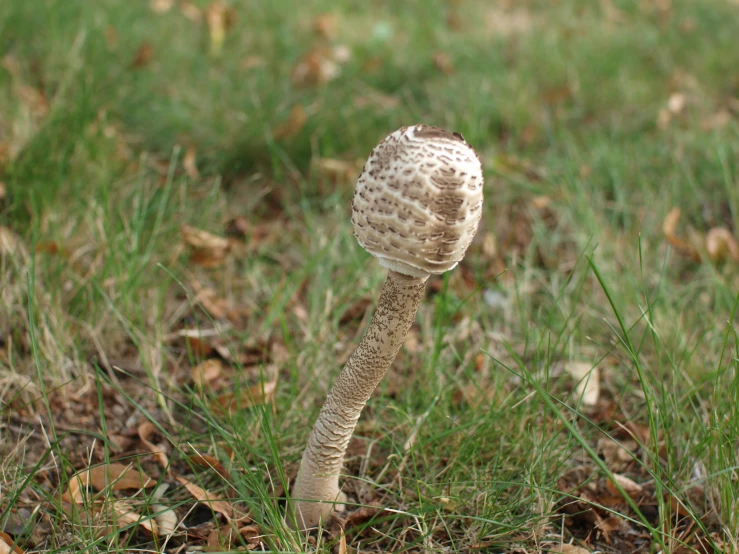 this is a mushroom in the grass