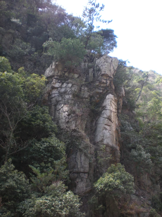 some green trees are growing up on top of a rock