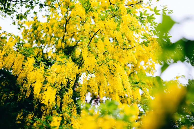 yellow tree foliage and a white sky background