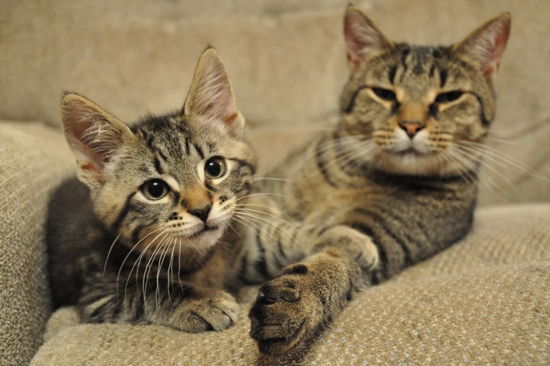 two cats sit together on a couch, staring at the camera