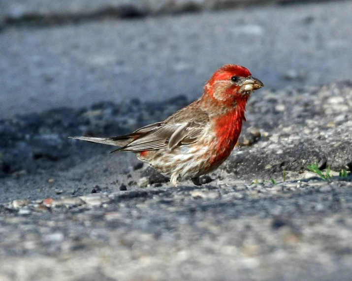 small red and grey bird walking on the ground