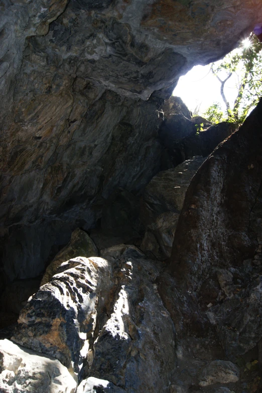 looking up from a cave into the woods