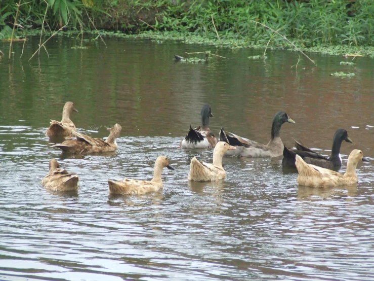 many ducks are swimming and swimming in the water