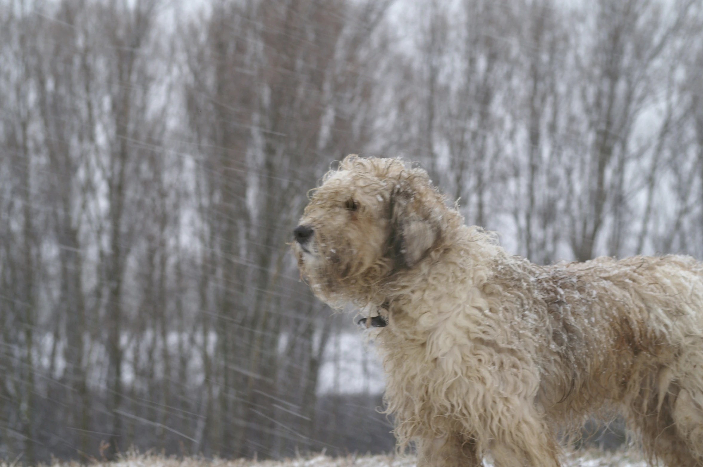 a dog in the snow, standing and staring at soing