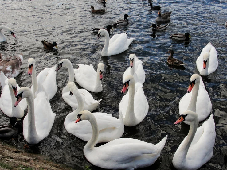 several white swans on the edge of a body of water
