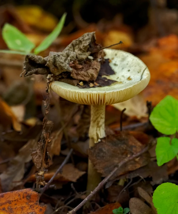 a mushroom sits in the middle of some leaves