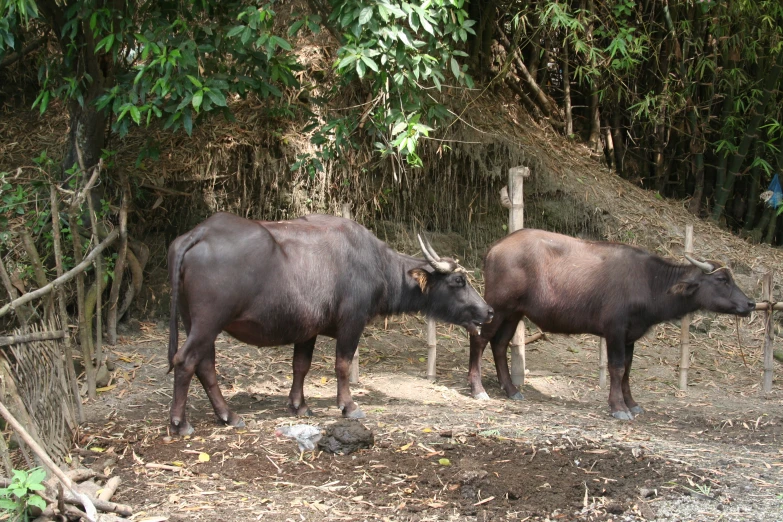 two large brown animals standing in the middle of a forest