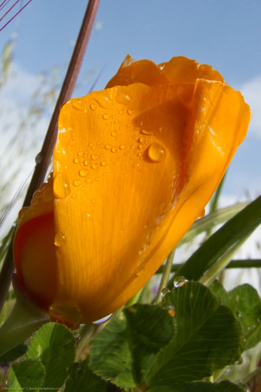 a beautiful yellow tulip with water drops on it