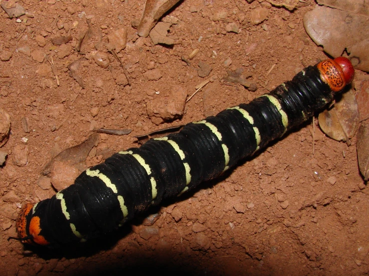 a caterpillar crawling on the ground in a field