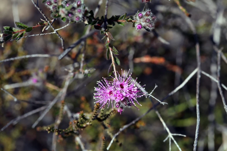 a pink flower on a tree nch in the daytime