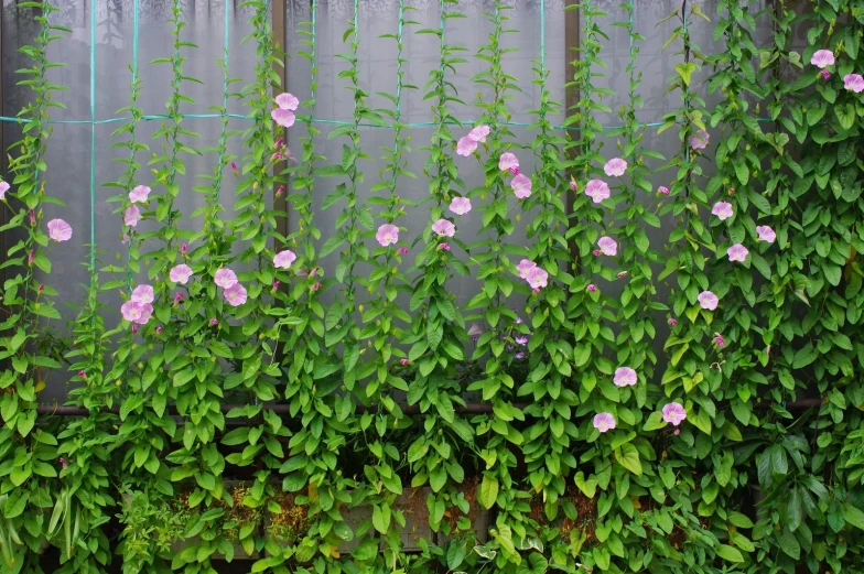 an image of flowers growing on the side of a building