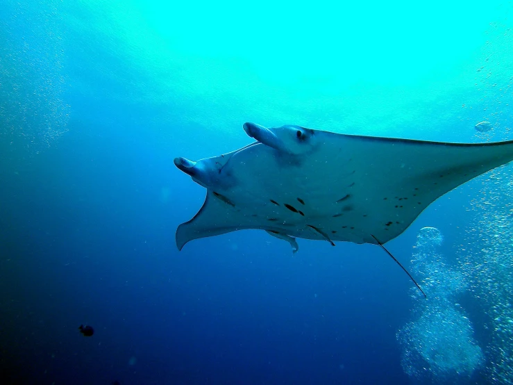 a manta ray swimming in the ocean waters