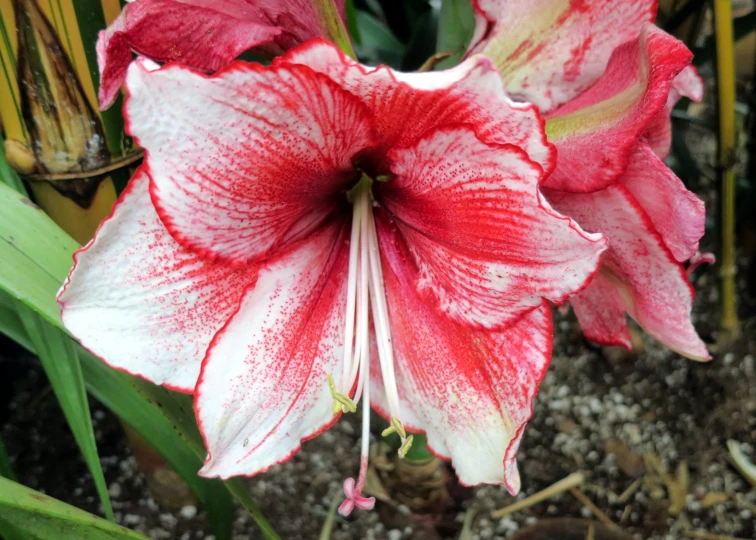 a red and white flower sitting in a vase