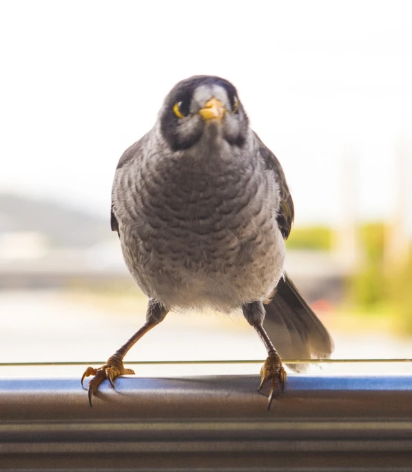 a little bird with it's foot on the edge of the window sill