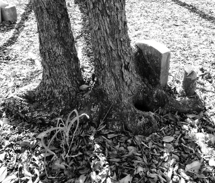 two trees next to each other in front of grass and rocks