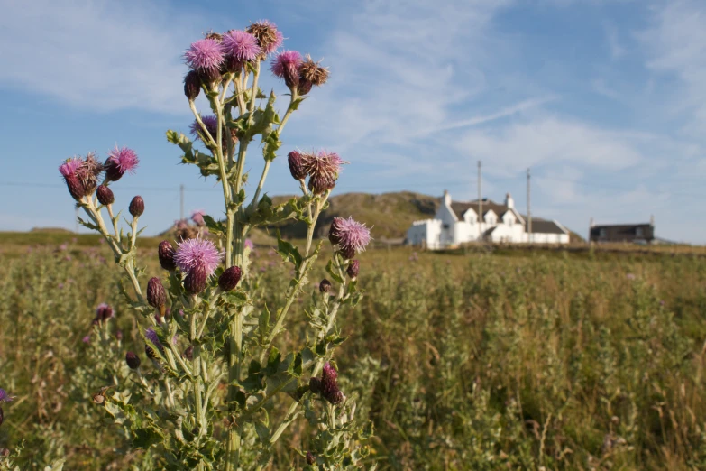 the blooming plants and flowers in the field are on tall stems