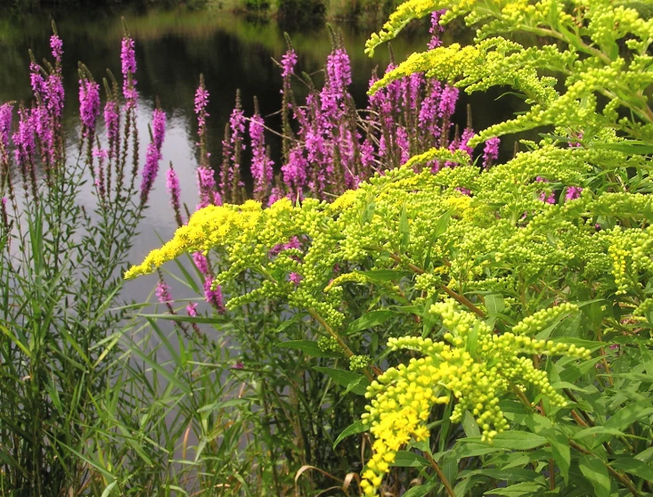 purple and yellow flowers next to a pond