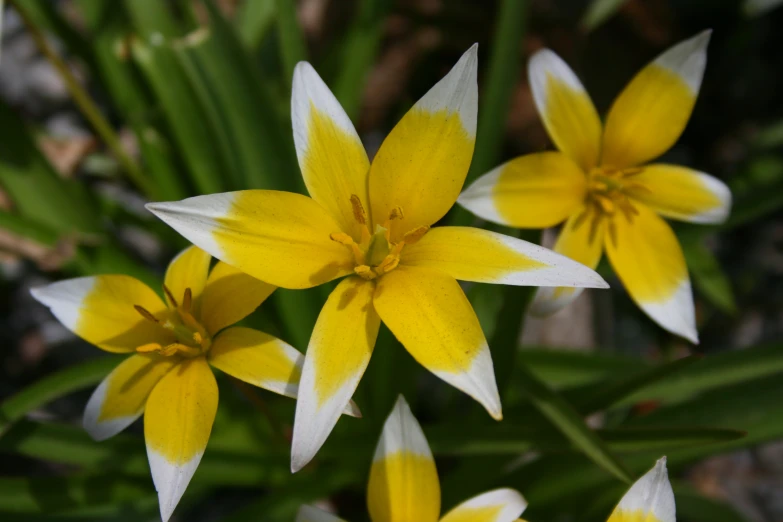 the yellow and white flowers are blooming near green plants