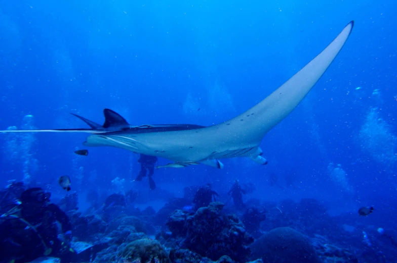 the underwater scene with a shark in the ocean