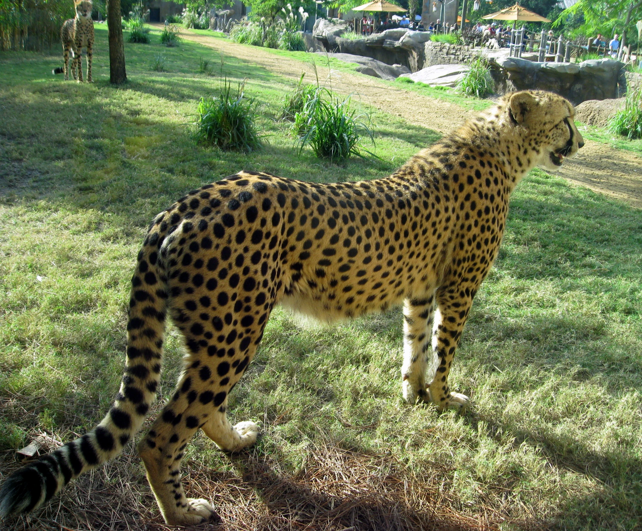 a cheetah that is standing in the grass