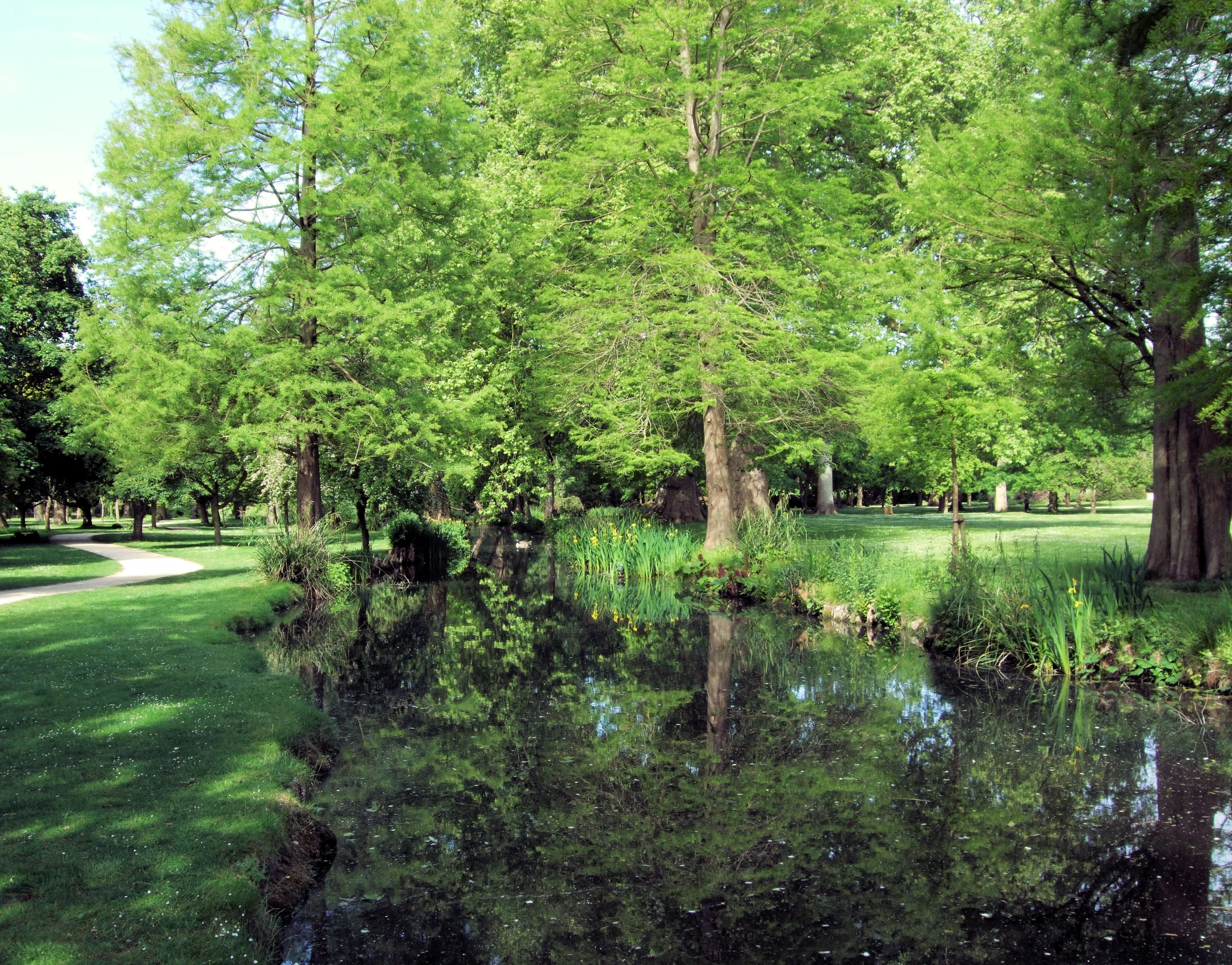 a tree is by a body of water with grass in the foreground