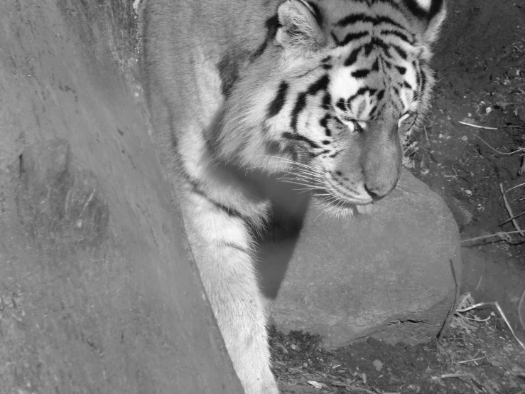 a black and white po of a small tiger in captivity