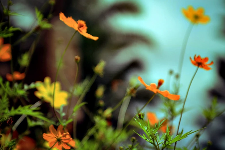 an assortment of flowers and plants with yellow petals