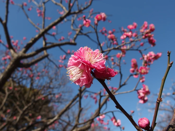 this is the tree nch and a flower