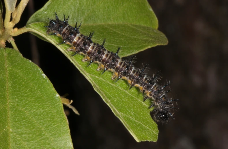 the underside of an insect laying on a green leaf