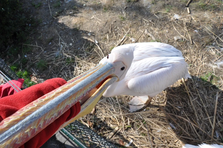 the bird is eating an item while sitting in someone's arm