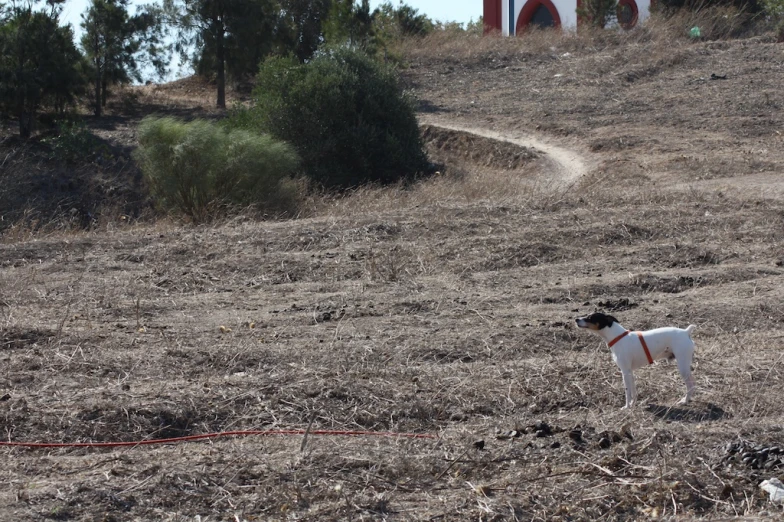 dog tied up in front of sign in middle of a field