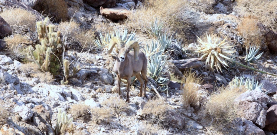 a big horn sheep is in the rocky field