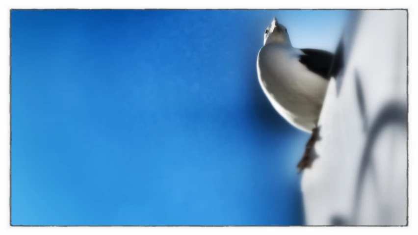 a pigeon sitting on a ledge with a blue sky in the background