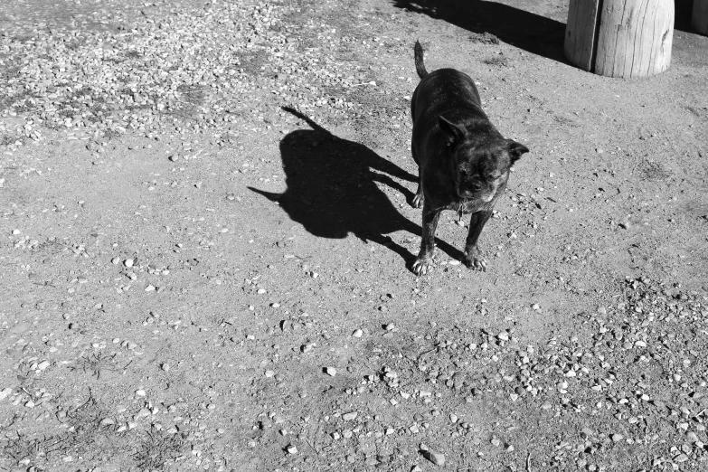 the shadow of a dog is cast on the ground