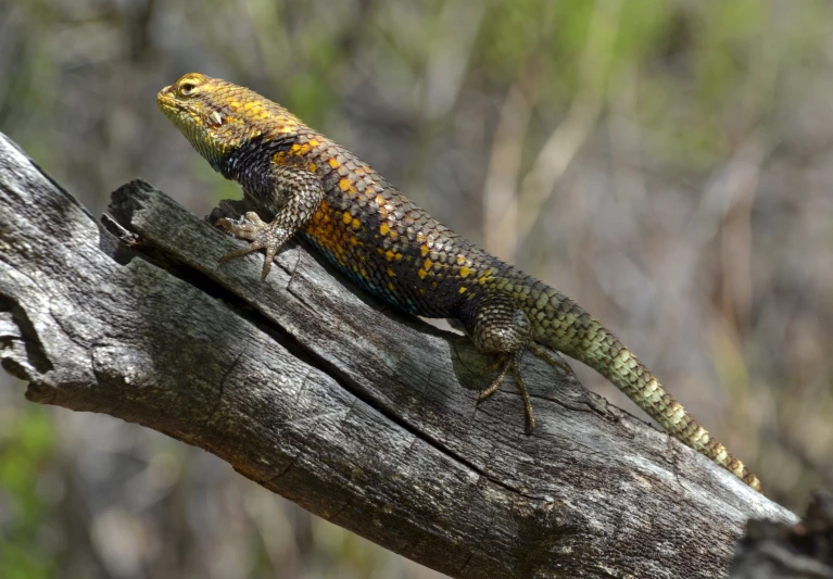 a lizard that is standing on a piece of wood