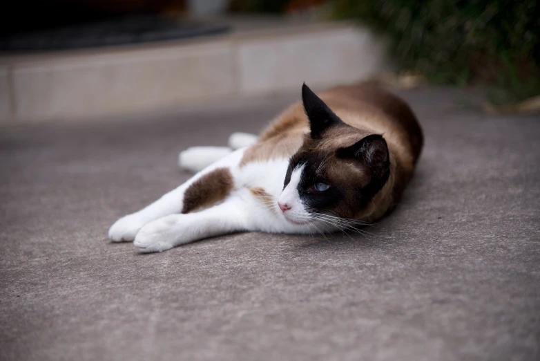 a cat lying on top of a floor with its eyes closed