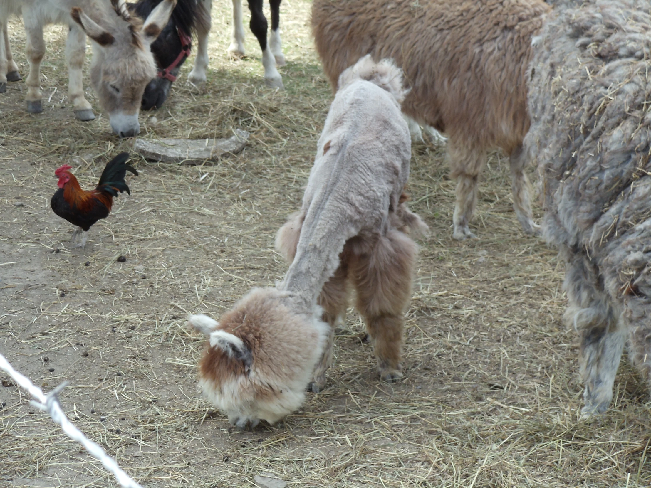 some animals grazing on hay in a pen