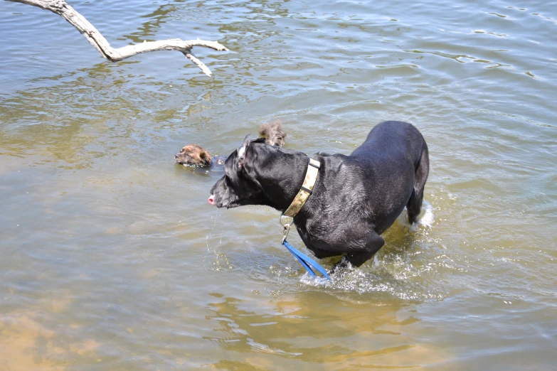 the dog is playing with the frisbee in the water