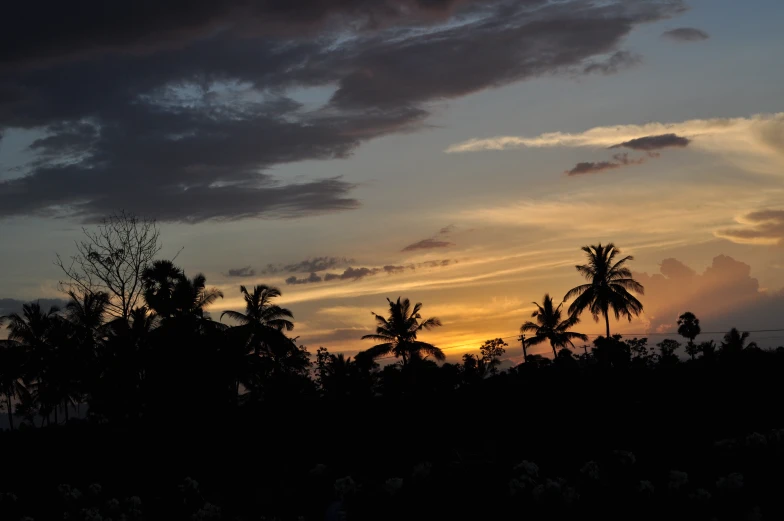 a po taken at sunrise with some palm trees