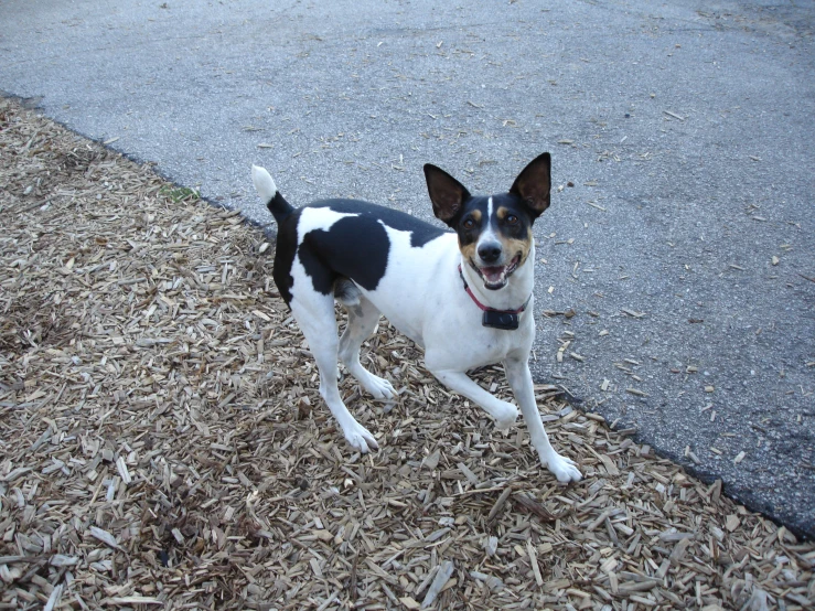 small dog standing in grass next to walkway