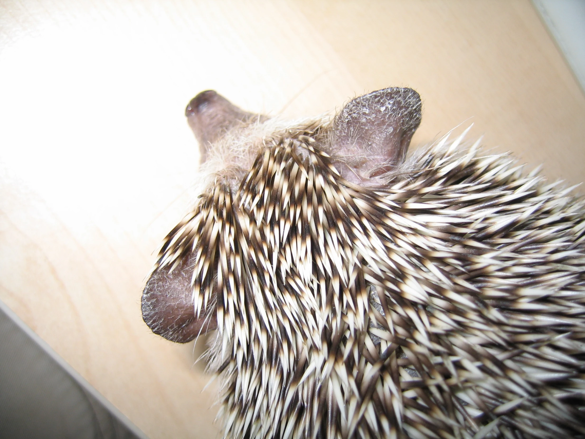 the head of a spotted hedge is looking upward