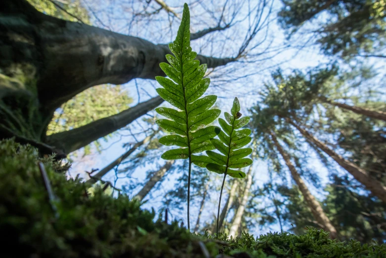 there is a large green leaf in the middle of the tree