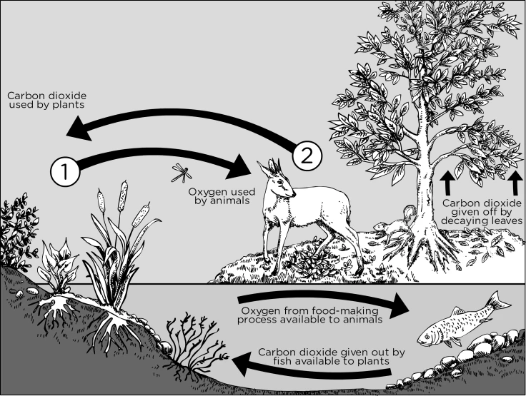 a diagram of how plants grow on land